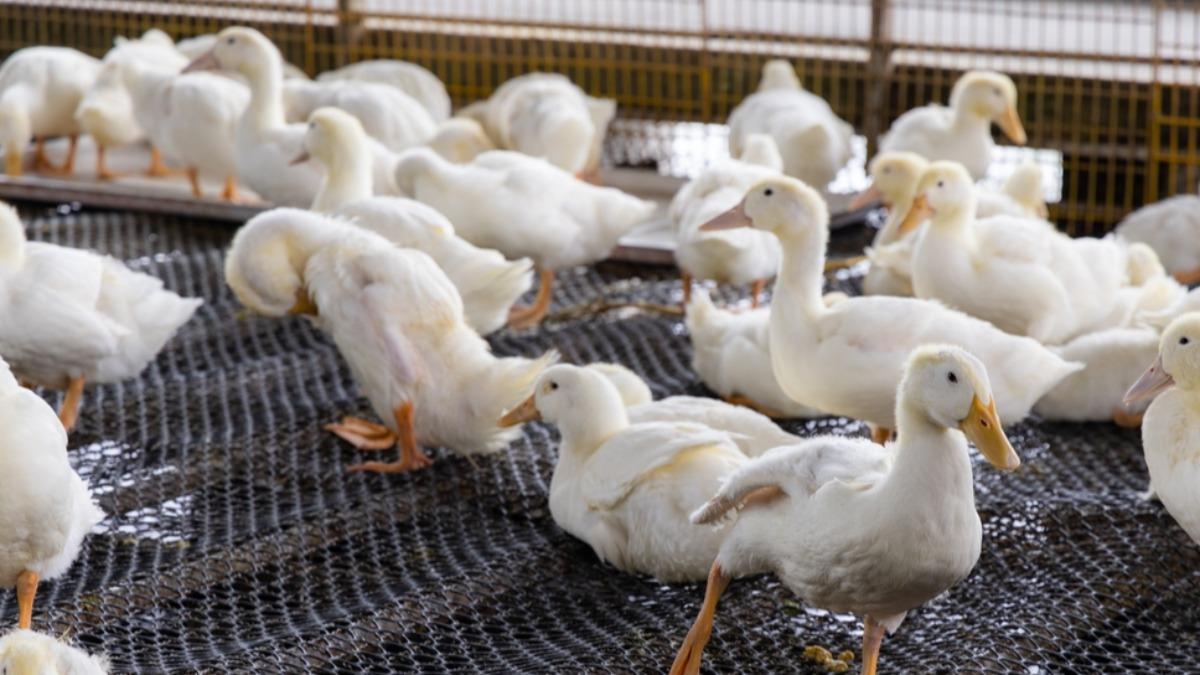 Taiwan places 16 farms under watch after H5N1 detection (Shutterstock)