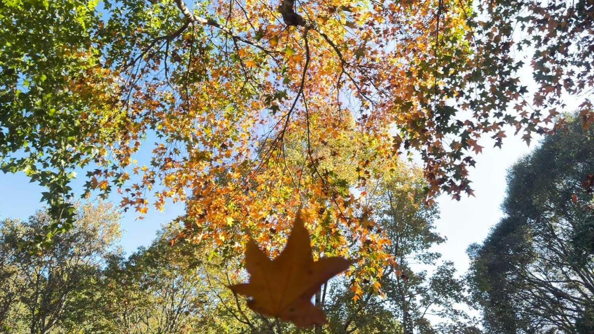 Taiwan mountain area draws visitors with maple display (Courtesy of Forestry and Nature Conservation
