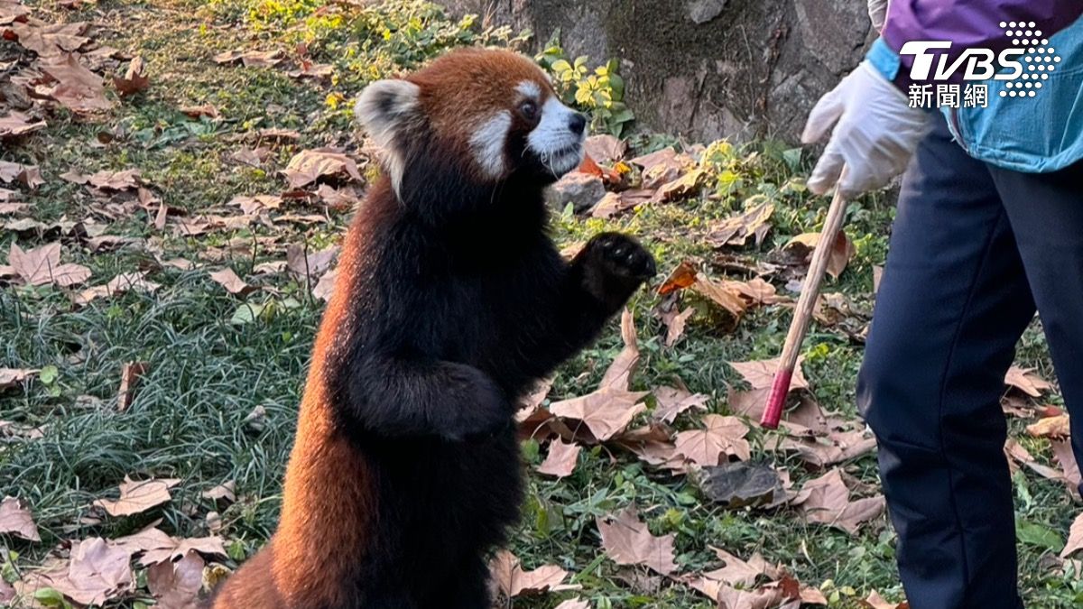 More cute animals to cross political lines right now (TVBS News)