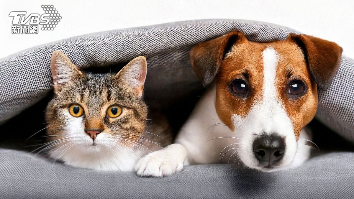 Taiwan toughens pet abandonment laws (Shutterstock)