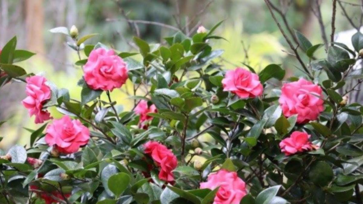 Taipei Camellia Show opens with blooms and artistry (Courtesy of the Taipei City Government)