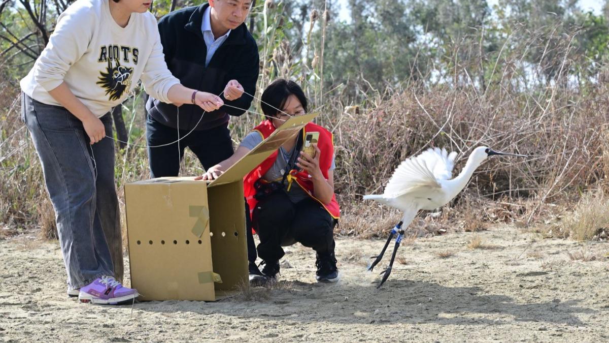 Chiayi County releases rehabilitated black-faced spoonbill (Courtesy of the Chiayi County Government