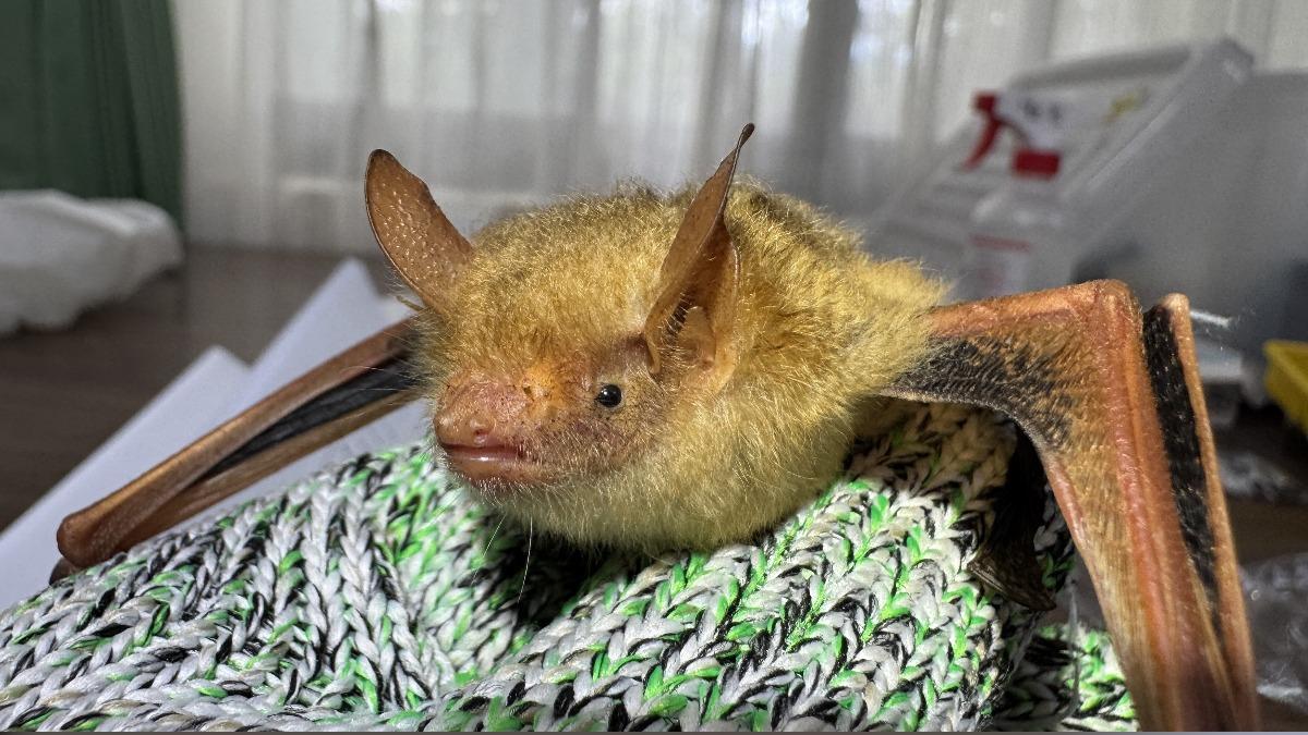 Rare bat species discovered in Taiwan’s Shei-Pa park (Courtesy of Shei-Pa National Park)
