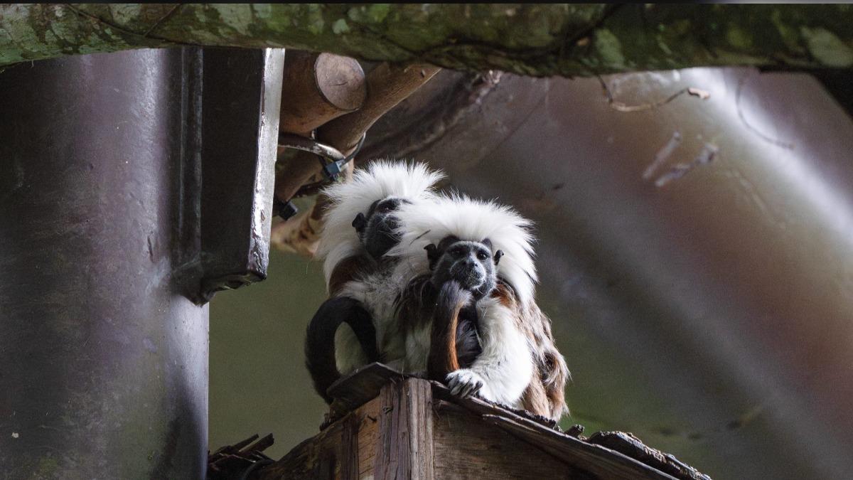 Taipei Zoo warms animals amid cold front (Courtesy of Taipei Zoo)