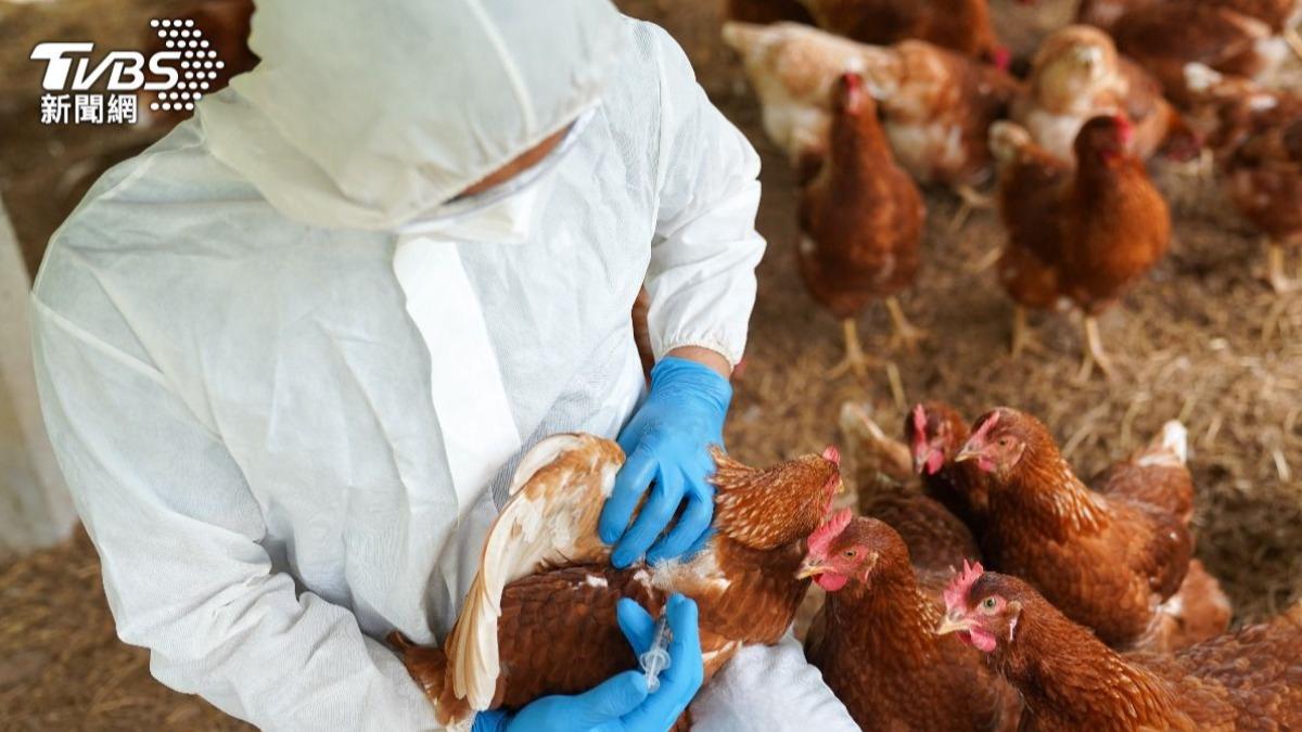 Illegal chicken burial from avian flu linked to Taichung farm (Shutterstock)