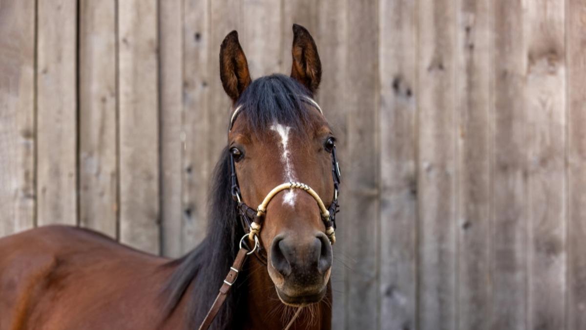 2026: Embrace dynamism in the year of the Fire Horse (Shutterstock)