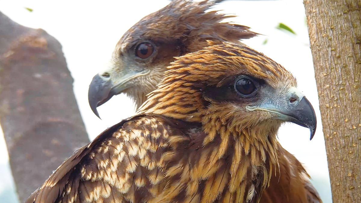 Taiwan’s black kites reach highest count since 1992 (Courtesy of the Forestry and Nature Conservatio