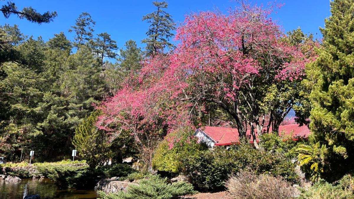Early cherry blossoms draw crowds (Courtesy of Wuling Farm)