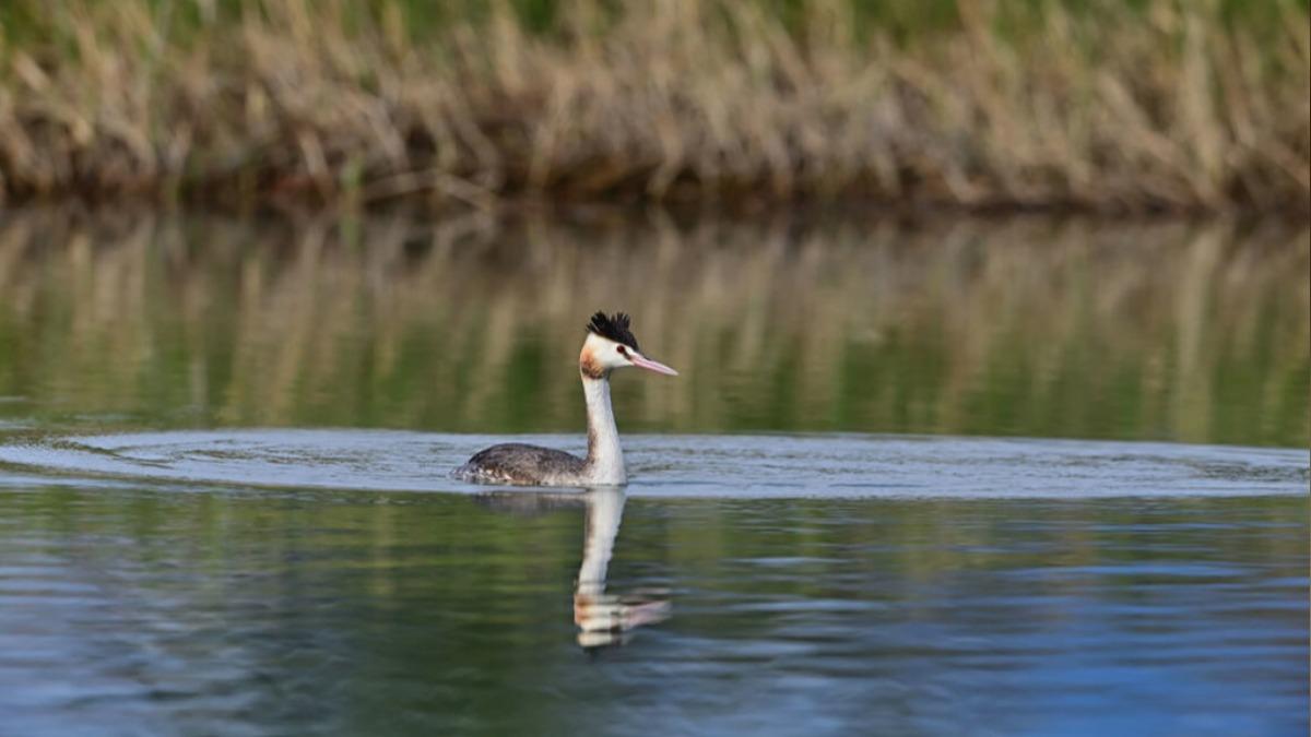 Rare grebe spotted at Beinan estuary (Courtesy of the Taitung County Government))
