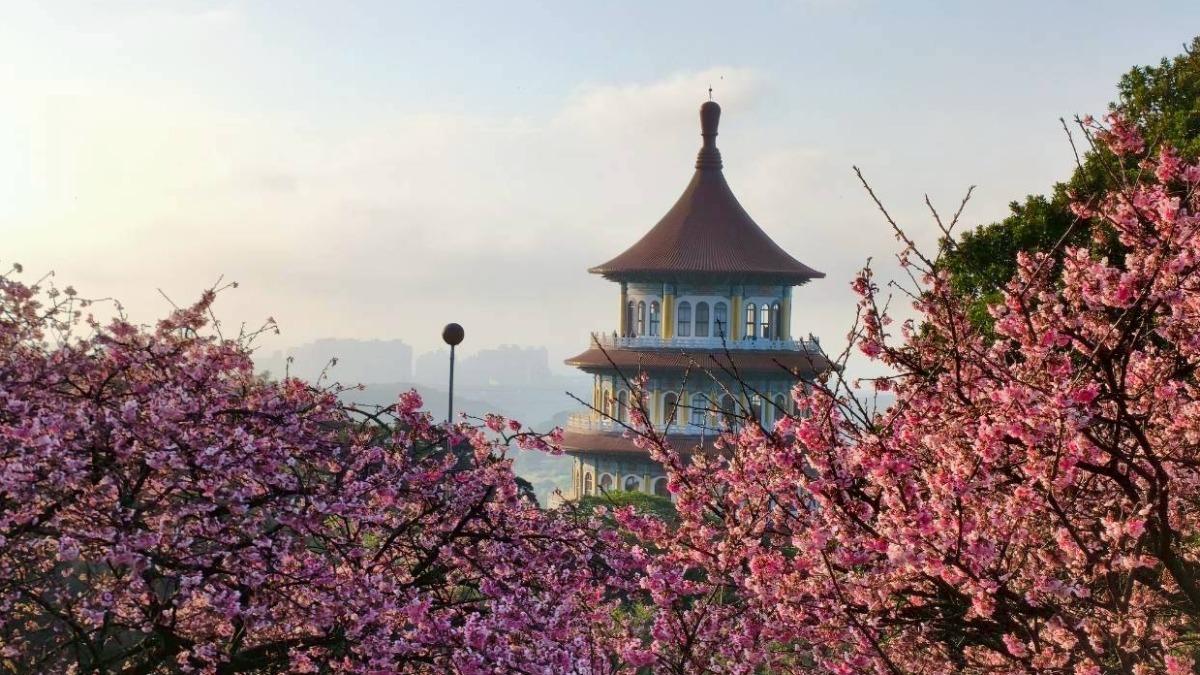 Cherry blossoms bloom as Tamsui festival unfolds (Courtesy of the New Taipei City Government)