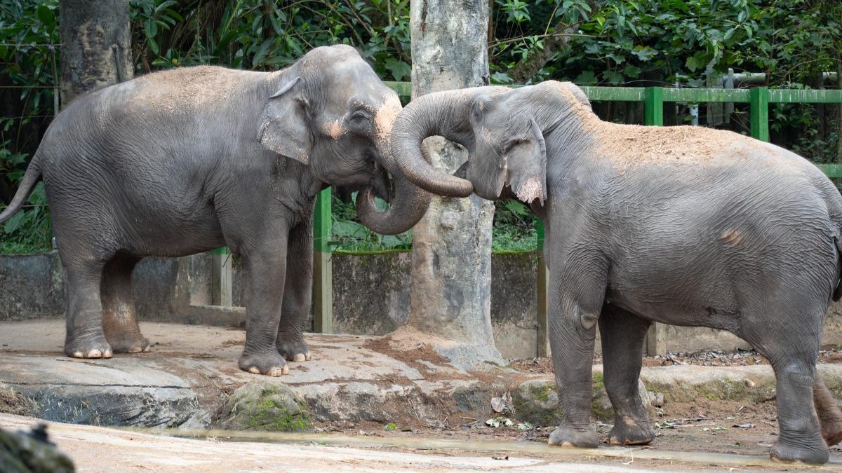 Taipei Zoo to revamp rainforest area (Courtesy of Taipei Zoo)