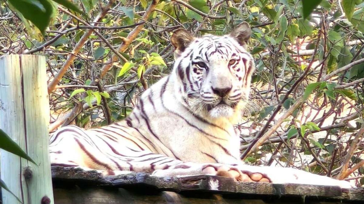 Beloved white tiger dies at 19 in Taiwan (Courtesy of Shoushan Zoo)