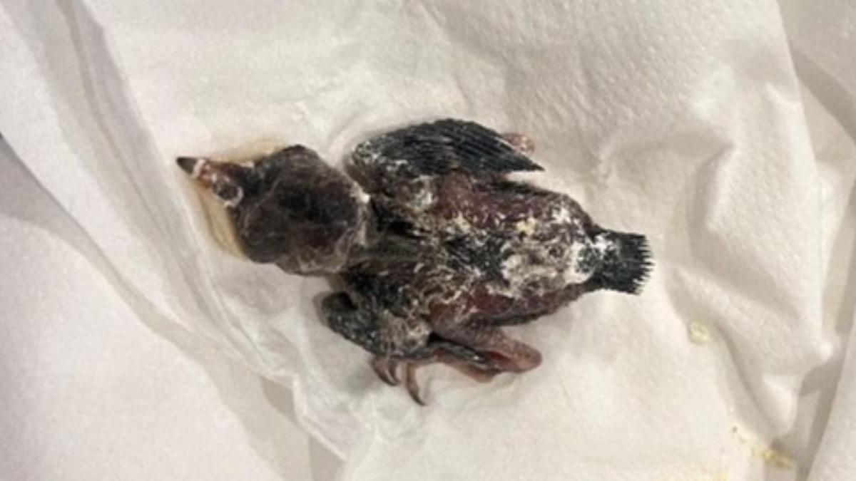 Public urged not to touch young birds (Courtesy of the Taipei City Animal Protection Office)