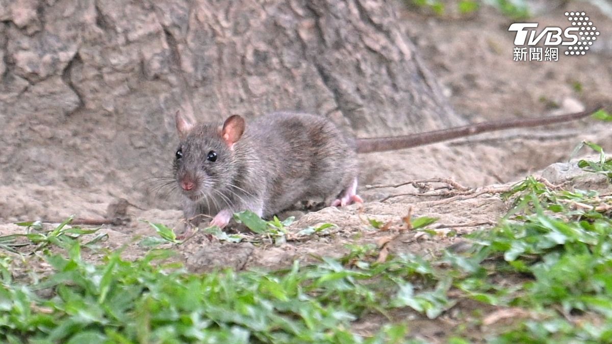 Taiwan ramps up rodent control amid hantavirus concerns (TVBS News)