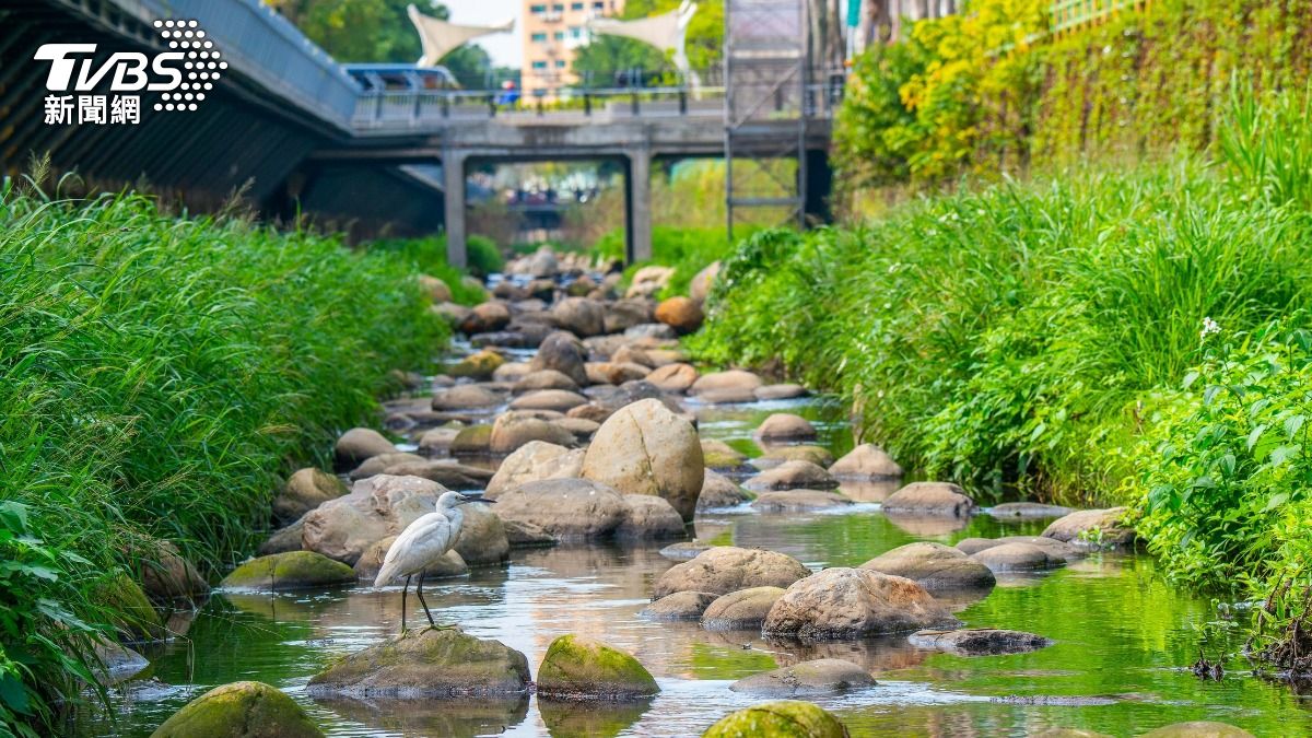 New Taipei’s toxic rivers see wildlife return after cleanup